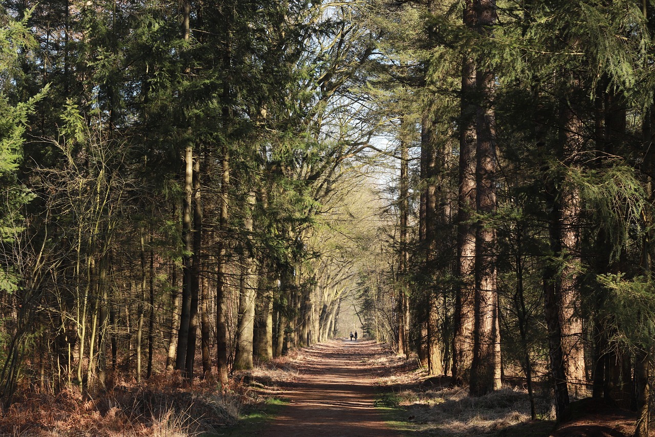 Knus Natuurhuisje aan de Duinrand